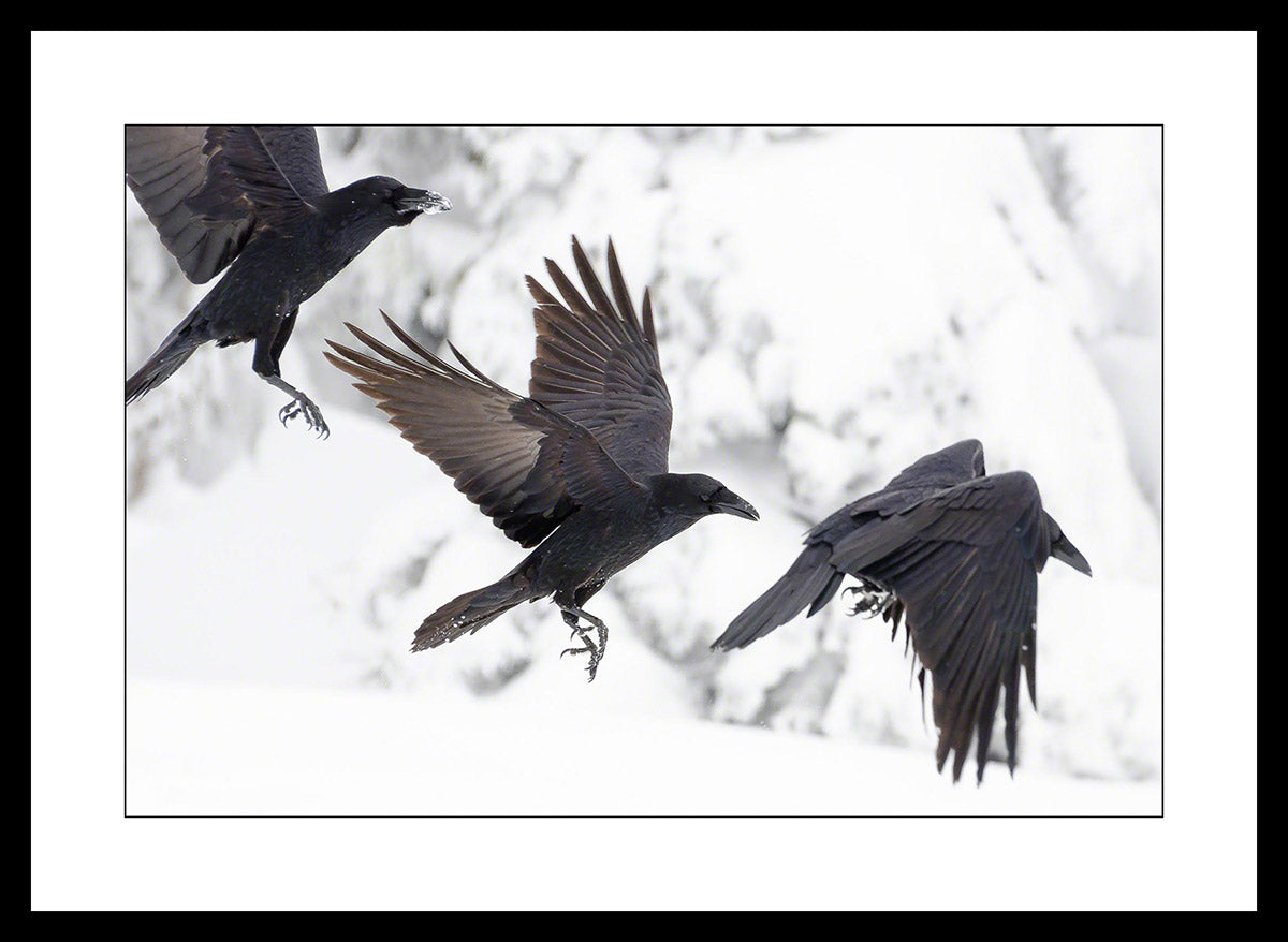 Limited ed. Raven Prints – Wonders of Nature and Raven Photography Store