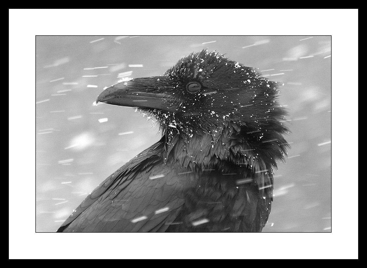Limited ed. Raven Print - WINTER CHILL