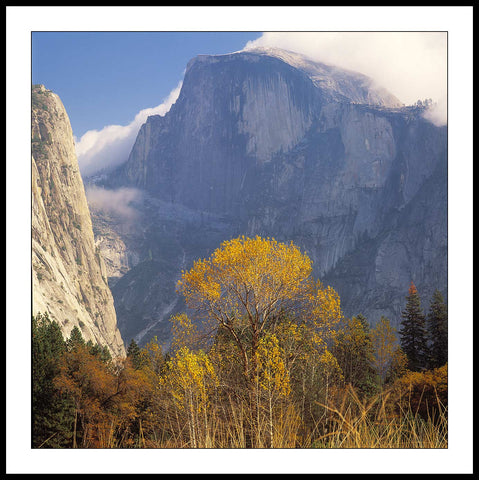 Limited ed. Nature Print - Fall Tree and Half Dome, CA