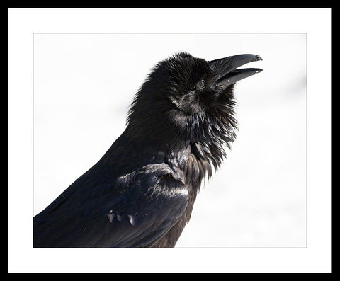 Limited ed. Raven Print - ROOSTER