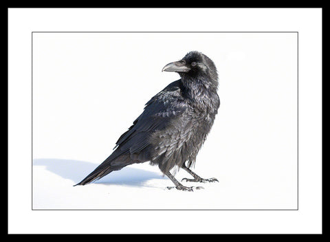 Limited ed. Raven Print - POSER