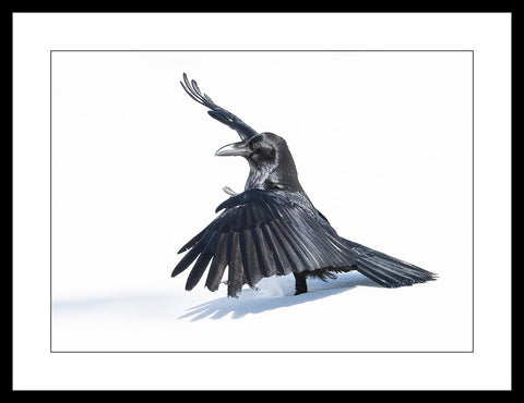 Limited ed. Raven Print - CONDUCTOR