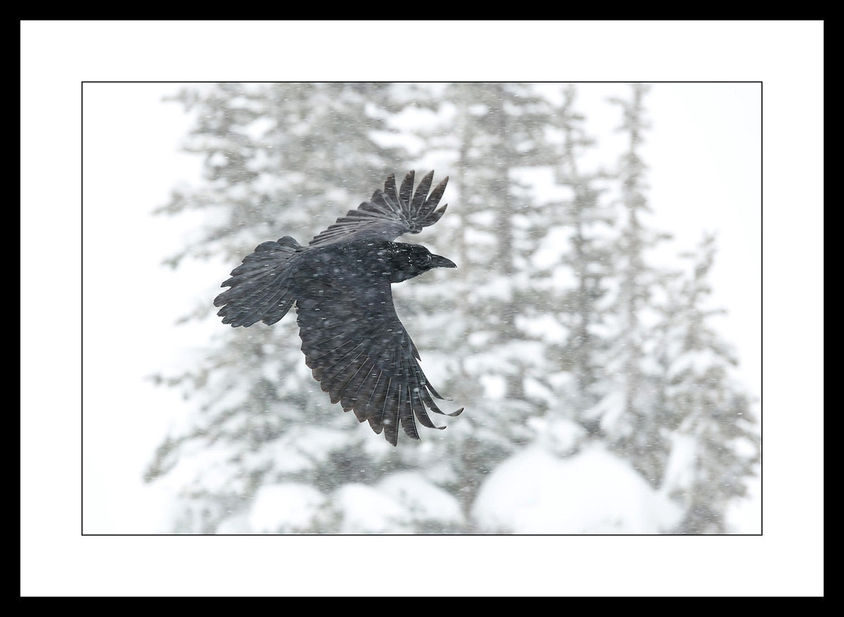 Limited ed. Raven Print - CRUSING
