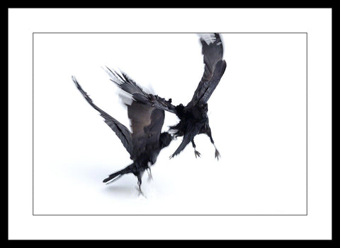 Limited ed. Raven Print - DANCERS