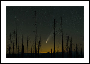 Limited ed. Nature Print - Comet NEOWISE Through Trees, OR
