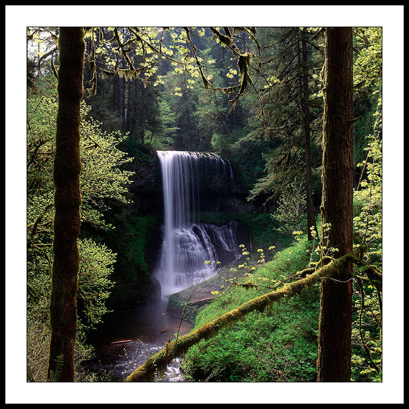 Limited ed. Nature Print - Middle North Falls and Spring Trees, OR