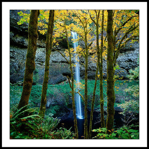 Limited ed. Nature Print - South Falls Through Trees in Autumn, OR